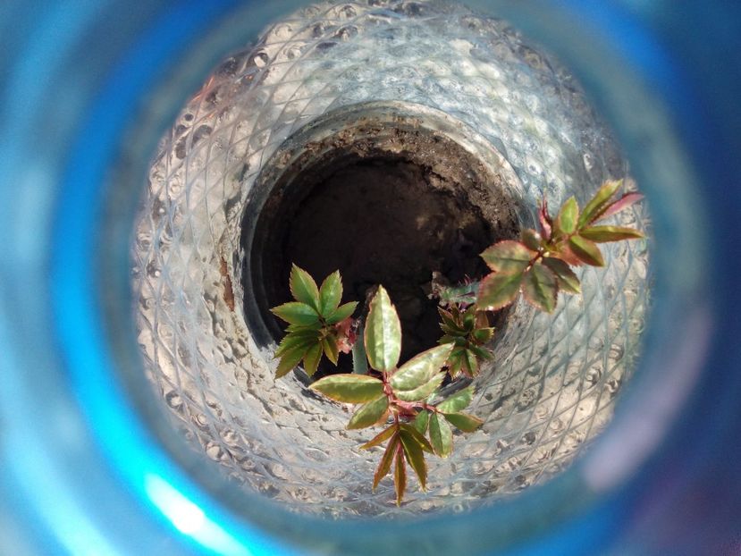  - AAAAA_PRIMAVARA_VARA 2018