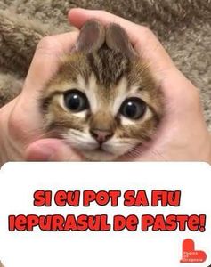 - Poze 2