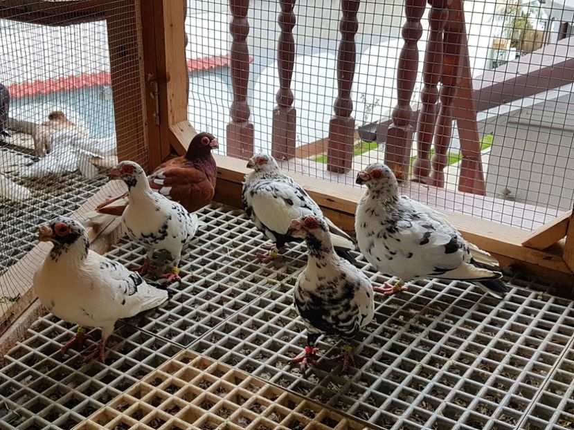  - CARUNCULATI Pentru 2020