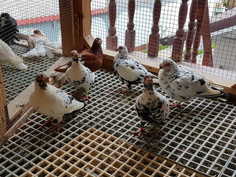  - CARUNCULATI Pentru 2020