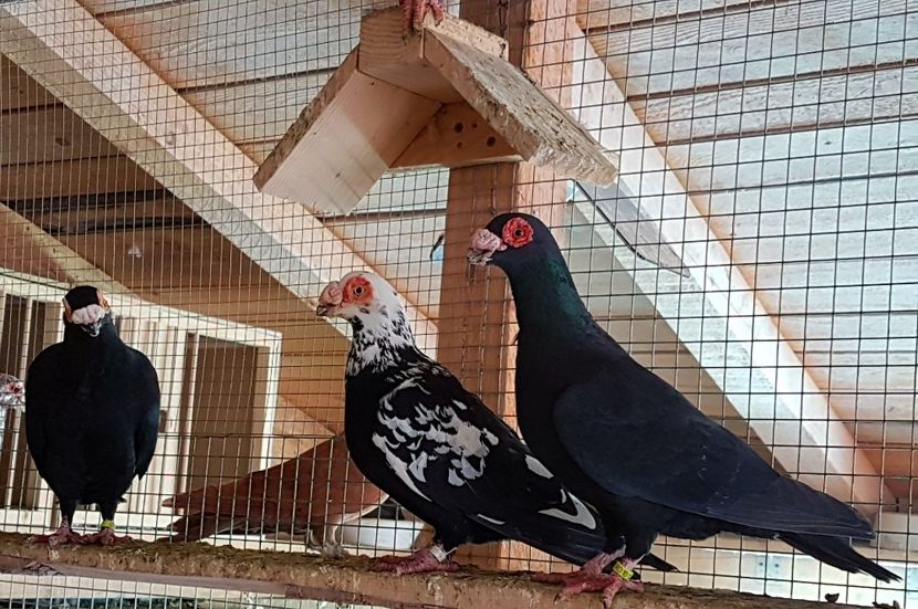  - CARUNCULATI Pentru 2020