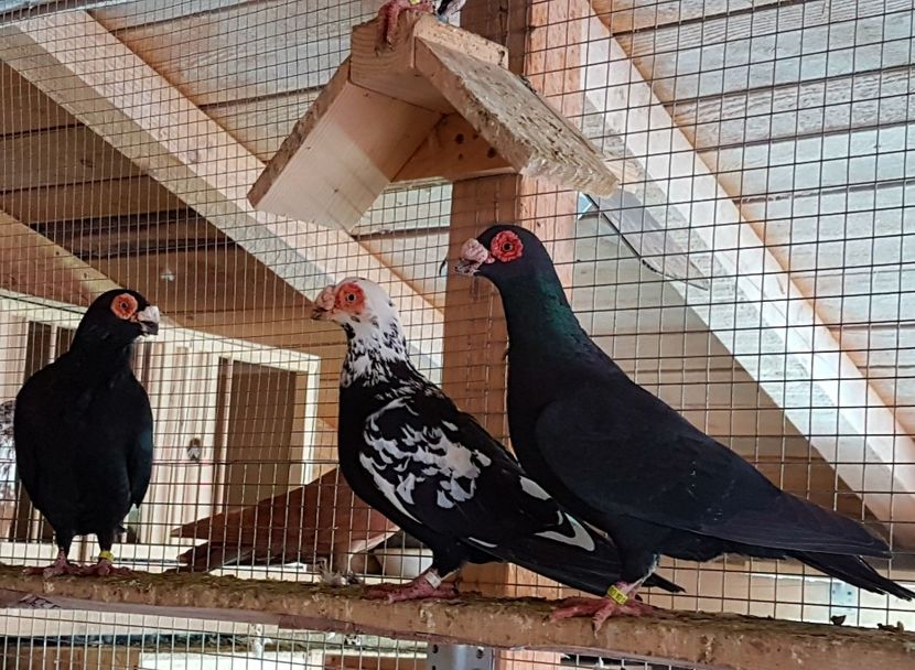  - CARUNCULATI Pentru 2020