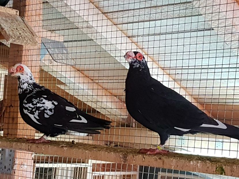  - CARUNCULATI Pentru 2020