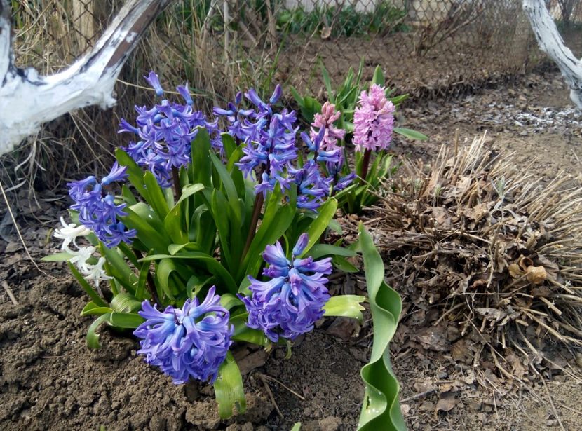 5 aprilie - gradina 2018