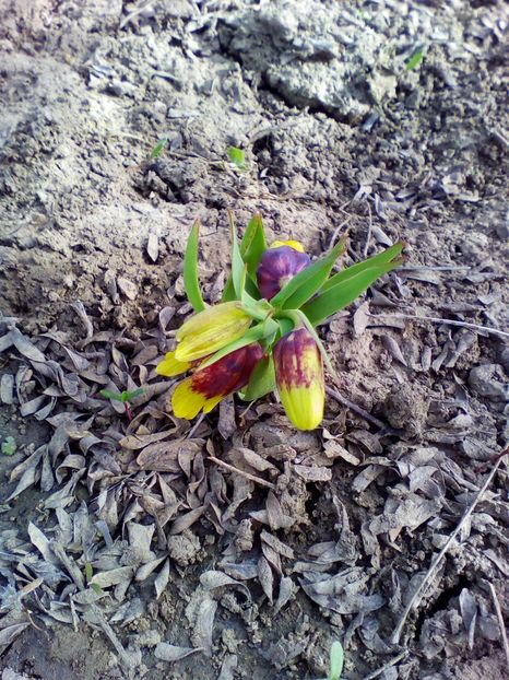  - curtea cu toate cele 2018