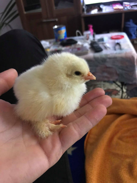 30070827_2042228515817536_2133513459_o - Pui Brahma HD