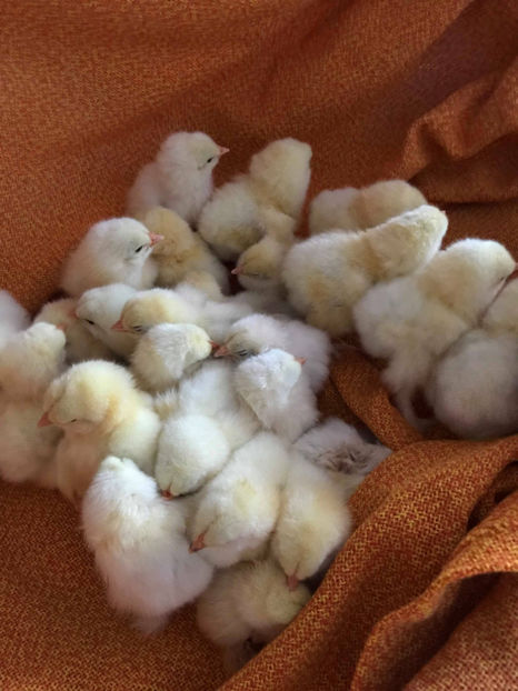 30176405_2042231065817281_597372452_o - Pui Brahma HD