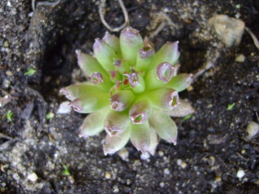 Sempervivum tectorum cv. Oddity - Primavara 2018