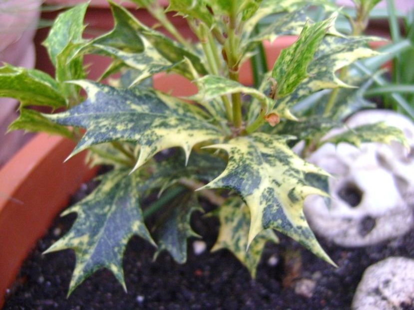 Osmanthus heterophyllus - Primavara 2018