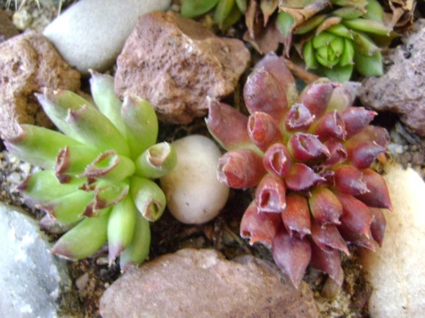 Sempervivum tectorum cv. Oddity - Suculente 2018