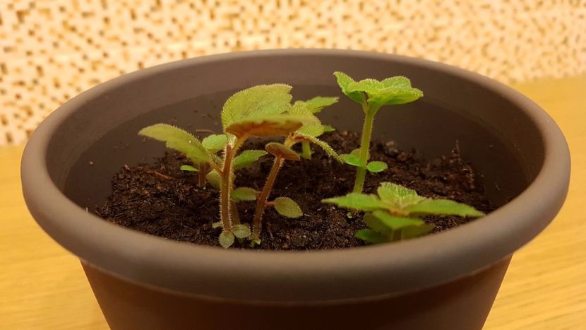 I am ciupit pe cei mai mari - Achimenes