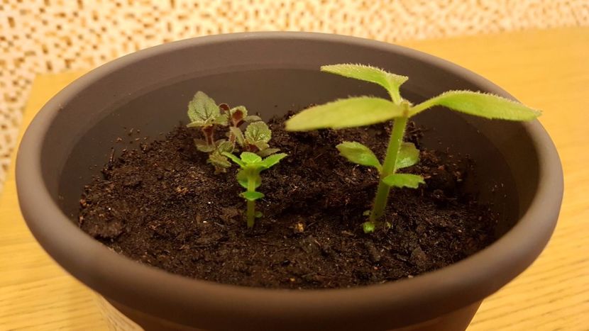 Urmeaza si cei mici - Achimenes