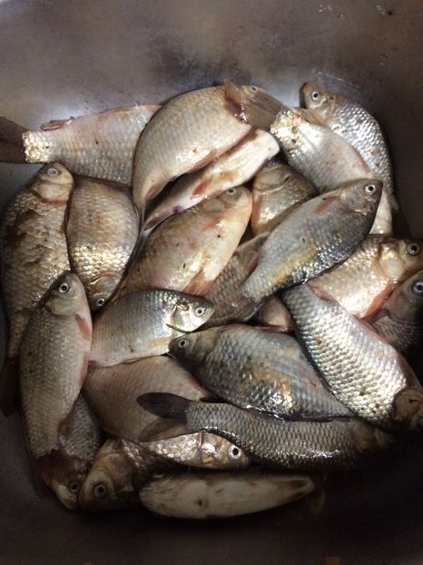 5-Aprilie-2018-Nanesti - 11-Alt hobby