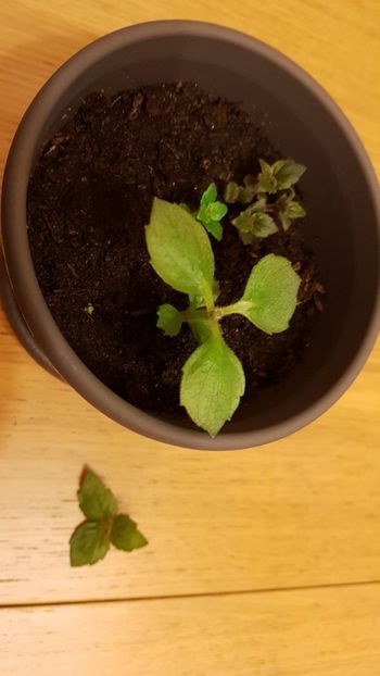 IMG-20180405-WA0086 - Achimenes