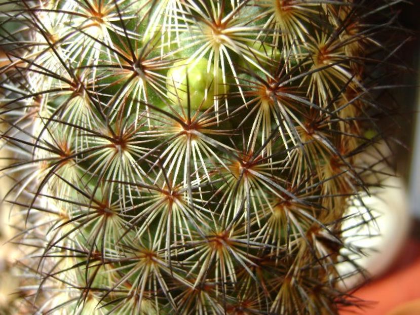 Mammillaria microhelia - Cactusi 2018