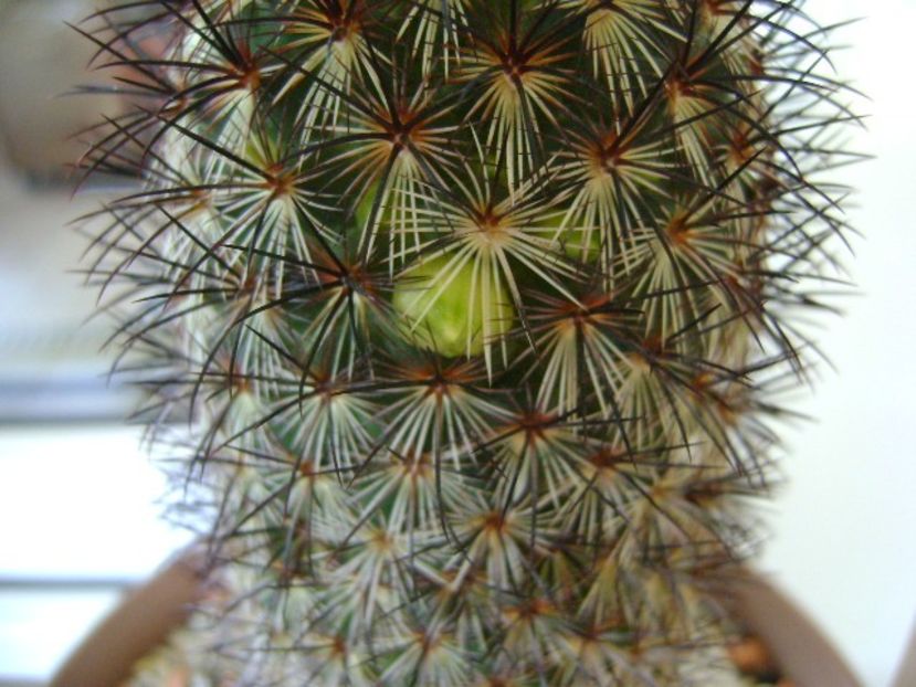 Mammillaria microhelia - Cactusi 2018