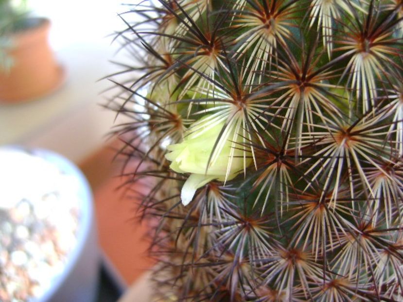 Mammillaria microhelia - Cactusi 2018