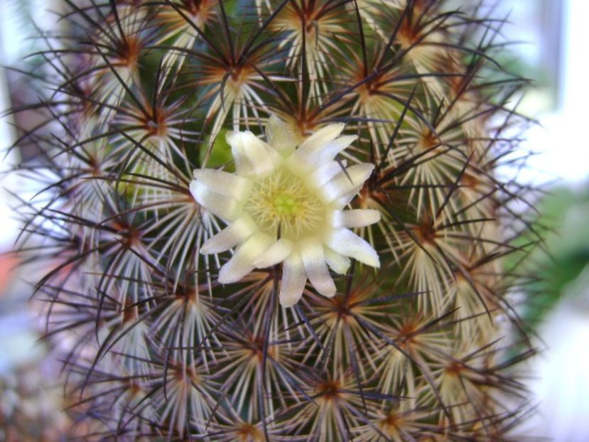 Mammillaria microhelia - Cactusi 2018