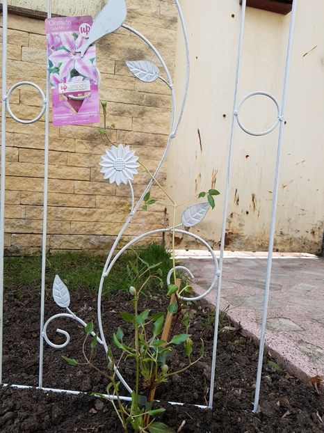 Clematita Nely Moser - Aprilie 2018