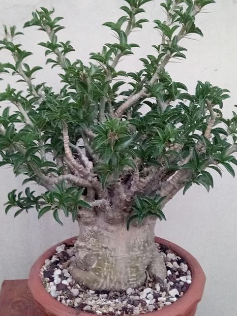 Pachypodium saundersii - achizitionat - Whish list pentru viata urmatoare1