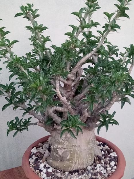 Pachypodium saundersii - achizitionat - Whish list pentru viata urmatoare1