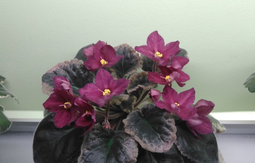 2.01.2018 - Red Sun Rising