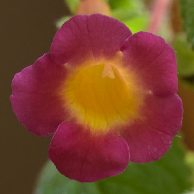 MM_s Hetdul - 0 - NOUTATI IN COLECTIA MEA 2018