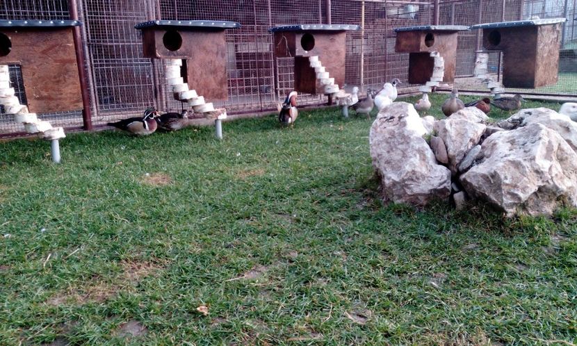 IMG-20180404-WA0010 - R---RATELE LA GRAMADA