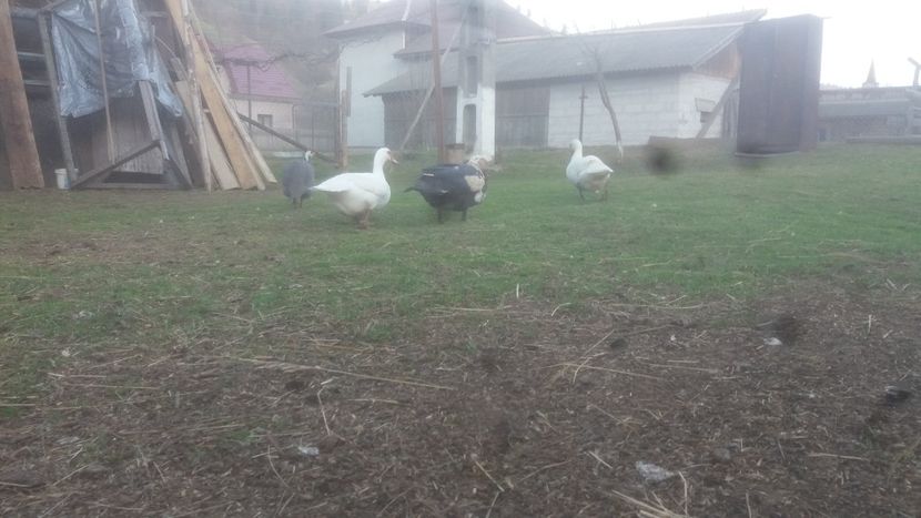  - ARHIVA Rate mute - lesesti