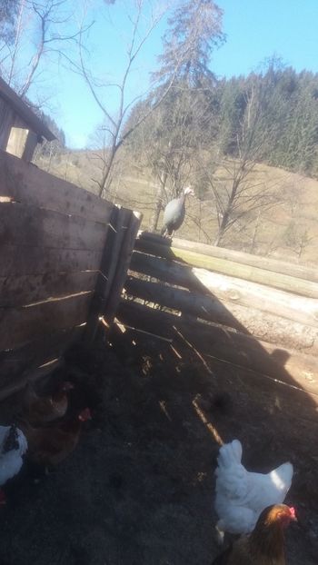  - 05 Arhiva Bibilici - Picheri
