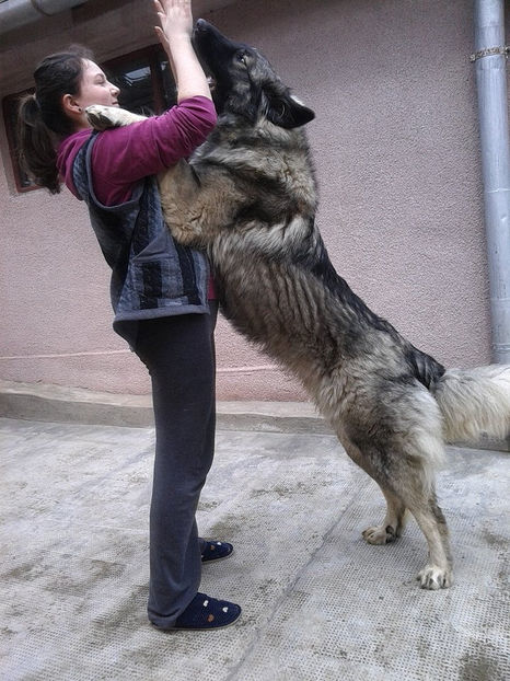  - Novac de pe Somes - Ciobanesc Romanesc Carpatin