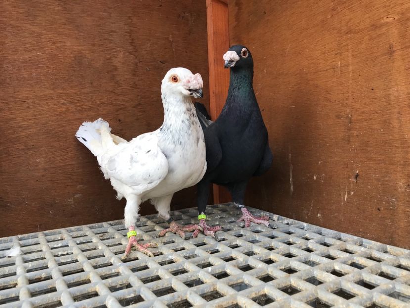 CF373C64-D5E6-44A5-98FB-EB500F5BE2D1 - Italieni Vanduti