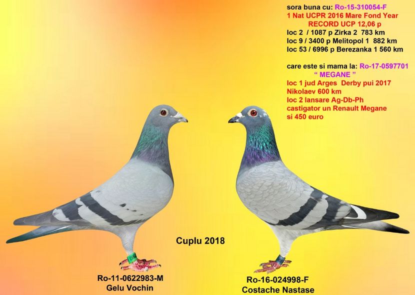 AMACIO si SORA CAMP 054 - CUPLURILE DE MATCA 2018