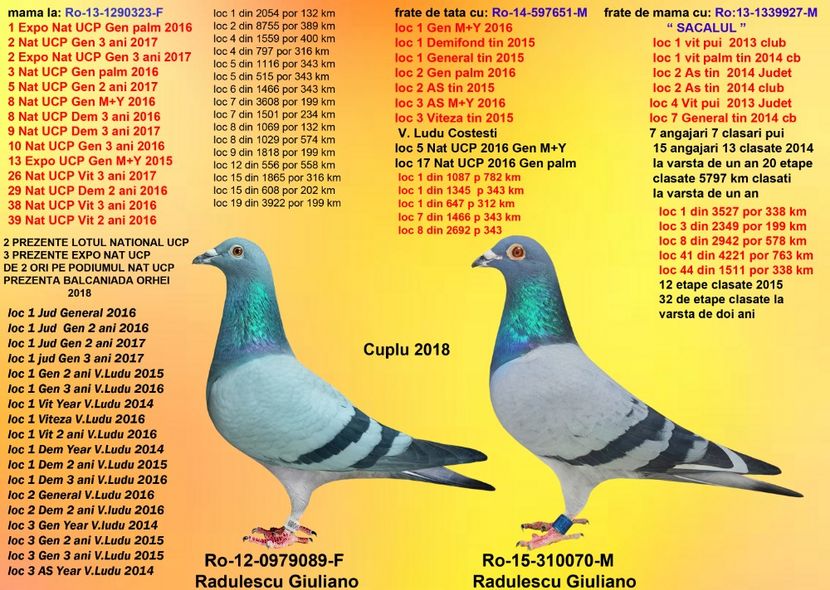 BOGDAN BEL si CONSANGVINA 089 - CUPLURILE DE MATCA 2018