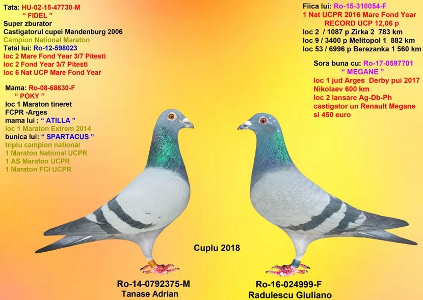 FIU POKY si FICA 054 - CUPLURILE DE MATCA 2018