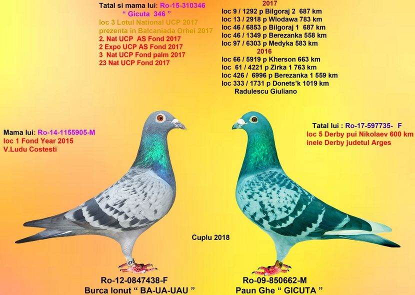 GICUTA si BA-UA-UAU - CUPLURILE DE MATCA 2018