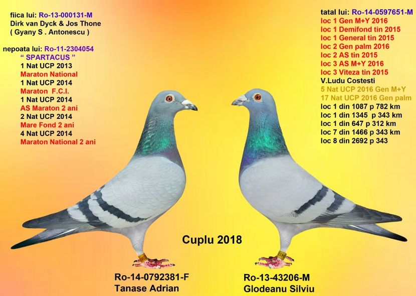 Glodeanu si Tanase 381 - CUPLURILE DE MATCA 2018