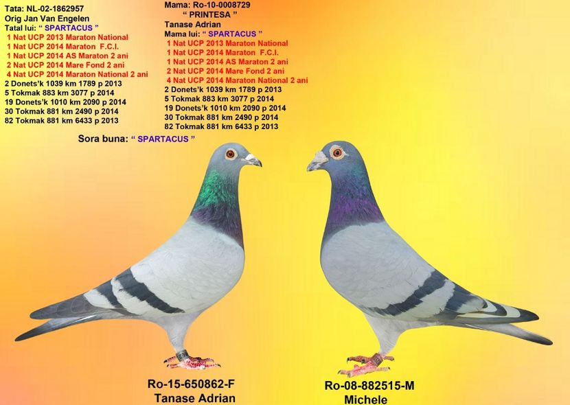 MICHELE si PRINTESA - CUPLURILE DE MATCA 2018