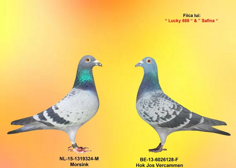 MORSINK si VERCAMMANA - CUPLURILE DE MATCA 2018