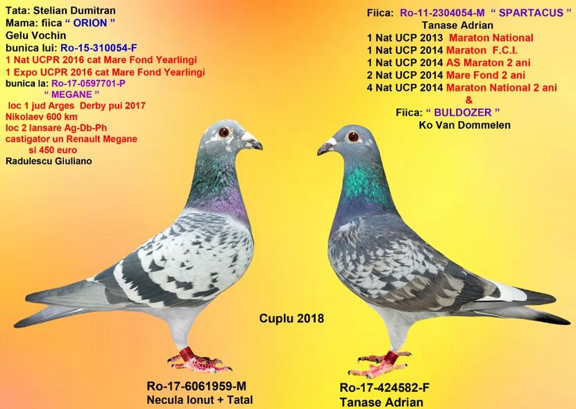 NECULA si fica SPARTACUS - CUPLURILE DE MATCA 2018