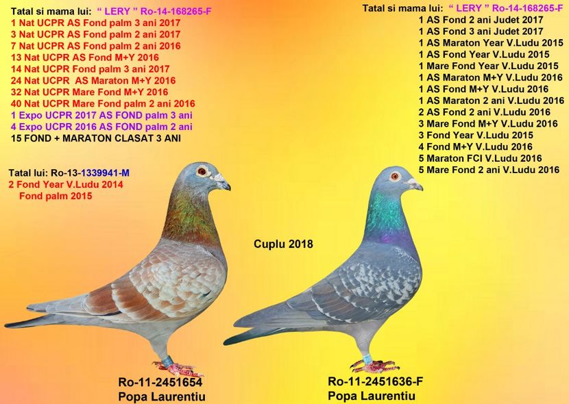 ROSU LARY 654 si GUTA LARY 636 - CUPLURILE DE MATCA 2018