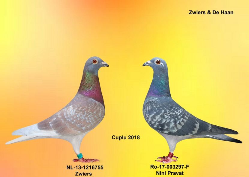 ROSU ZWIERS si GUTA ZWIERS & DE HAAN - CUPLURILE DE MATCA 2018