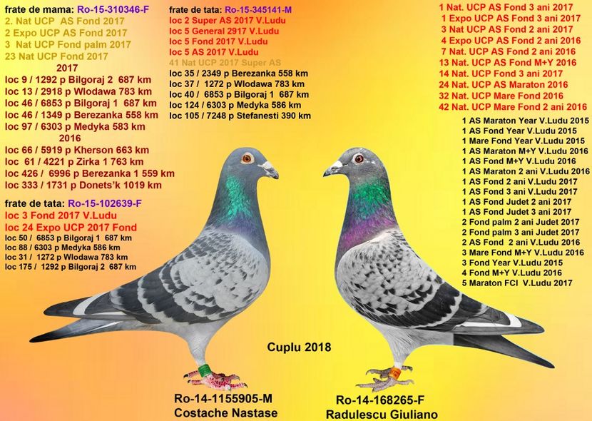 SUMMER JR si CAMP 265 as fond - CUPLURILE DE MATCA 2018