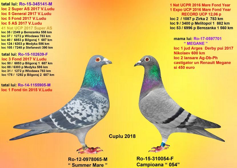 SUMMER MARE si CAMP3100054 - CUPLURILE DE MATCA 2018