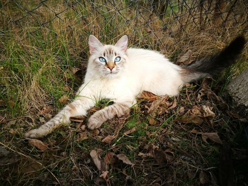  - a-Printesa si Cocuta