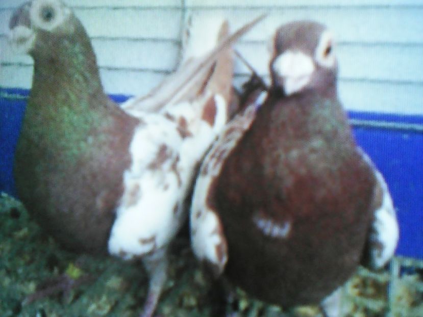  - CARUNCULATI INDIENI POLONEZI