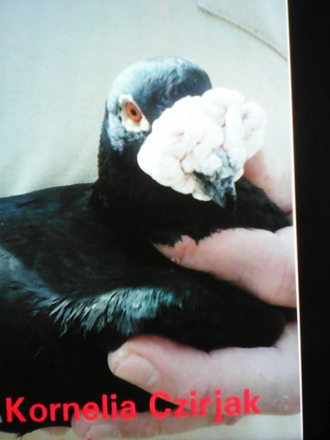  - VOIAJORI DE FRUMUSETE BAGDETI INDIENI GERMANII