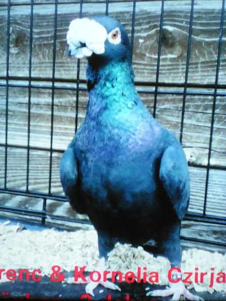  - VOIAJORI DE FRUMUSETE BAGDETI INDIENI GERMANII