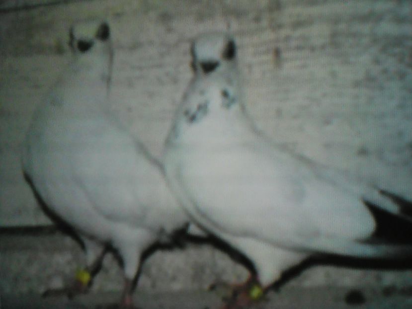 Jucatori polonezi - CARUNCULATI INDIENI POLONEZI