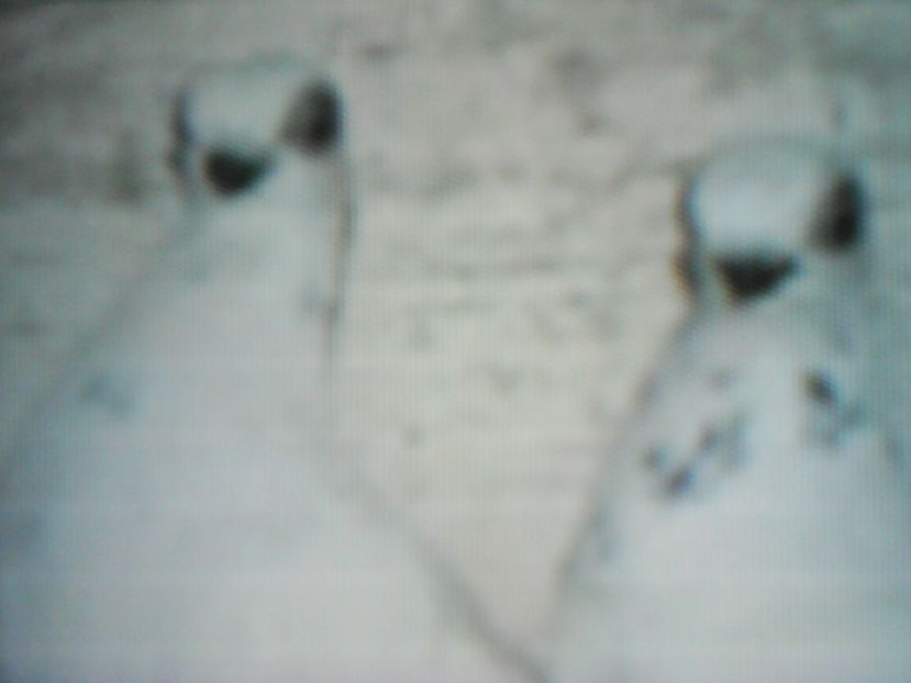  - CARUNCULATI INDIENI POLONEZI